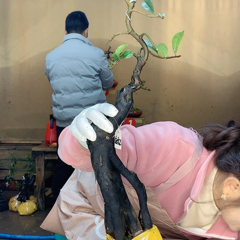 【闪购商品】张*金弹子是一位很