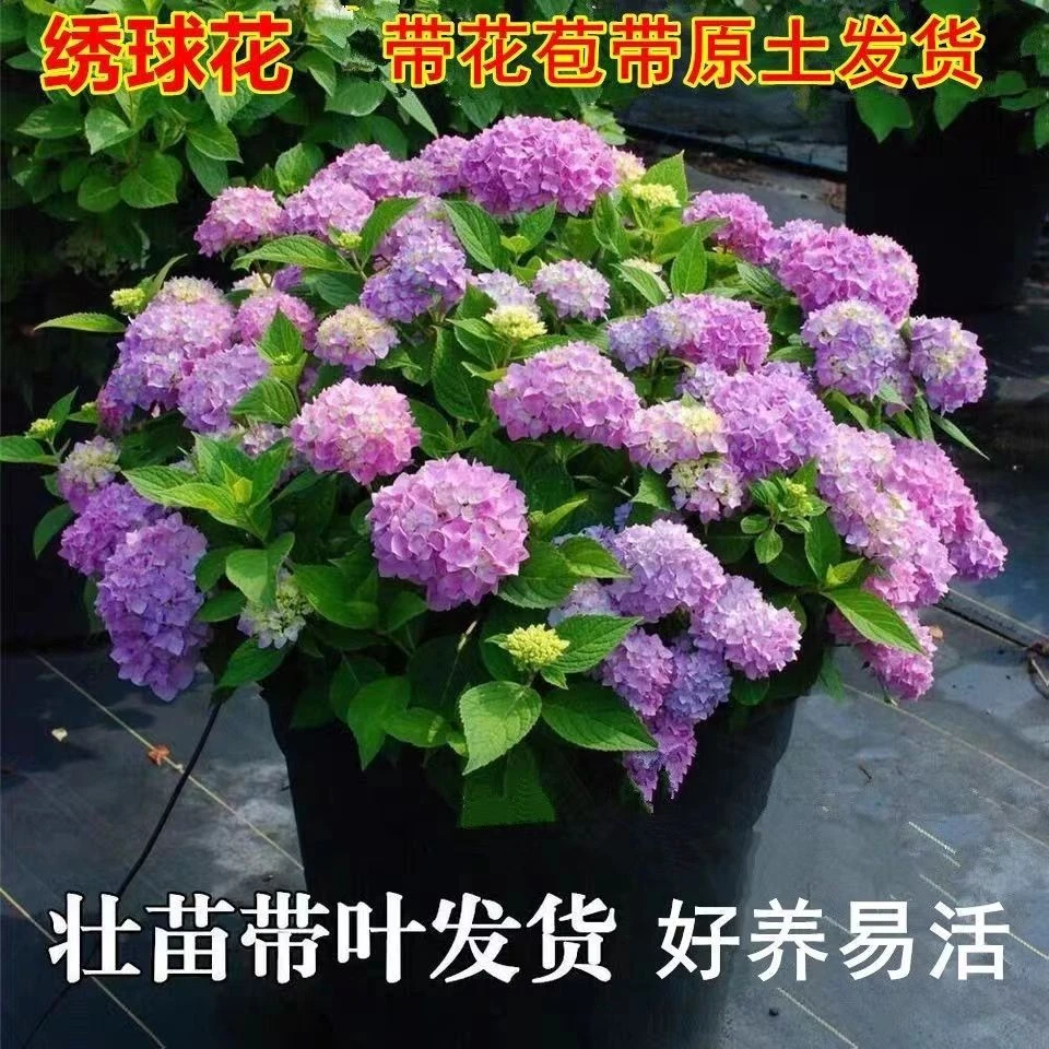 (带花苞)八仙绣球花盆栽无尽夏绣球花苗 超长花期室内外庭院花卉