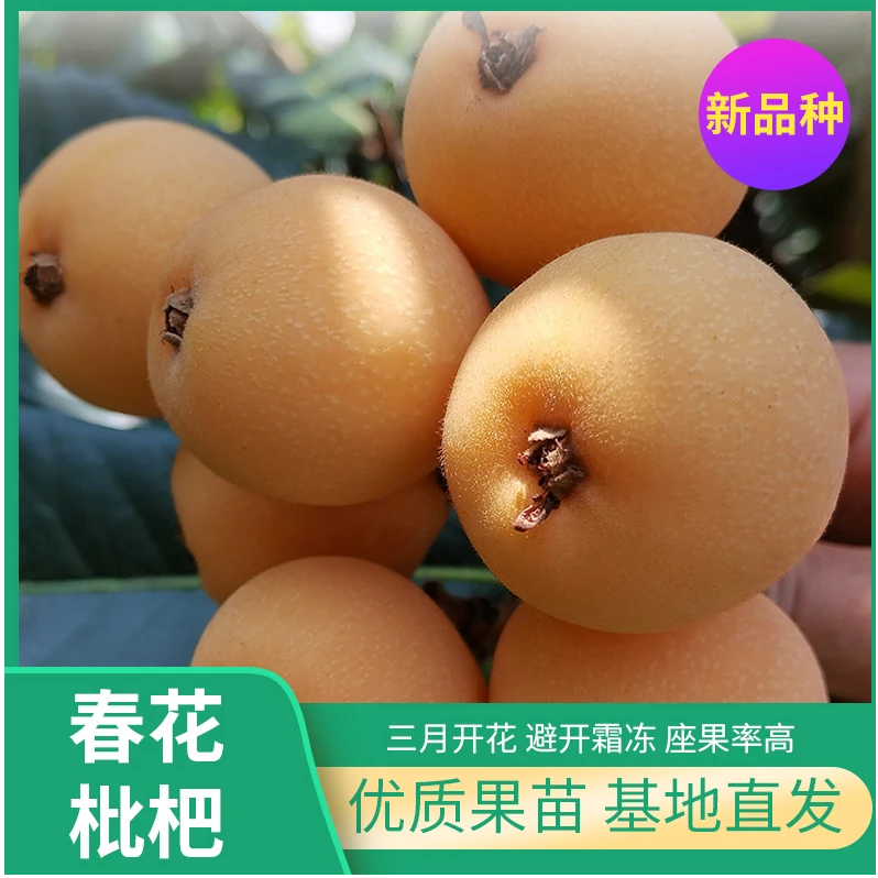 双11四品套餐【春花杯苗+白雪土球苗+果真好杯苗+大五星杯苗】