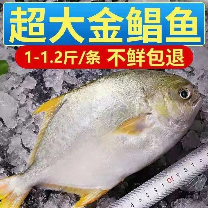 深海金鲳鱼镜鱼平鱼新鲜捕捞鲜活速冻海鱼1.2-1.4斤/条