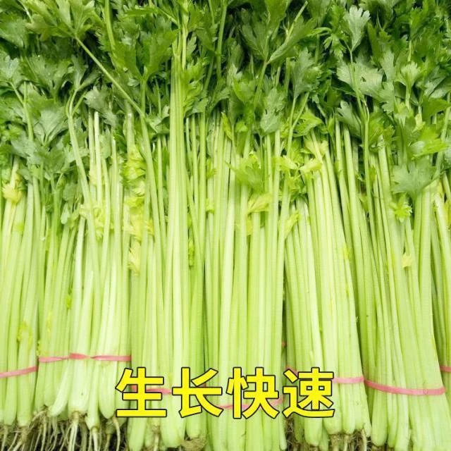 芹菜籽种蔬菜种孑四季小香芹种子西芹菜春季农家种植芹菜种籽大
