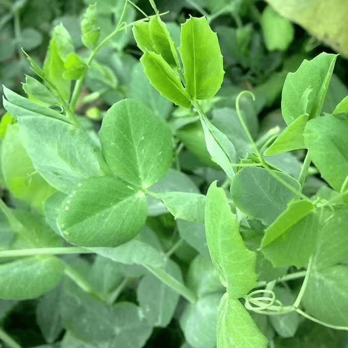 无须豌豆尖子专吃叶豌豆苗新品可连续秋冬蔬菜
