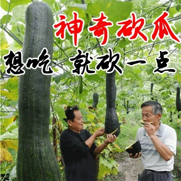 神奇砍瓜种子天下奇瓜四季播种蔬菜种子神奇南瓜爬藤瓜果种子