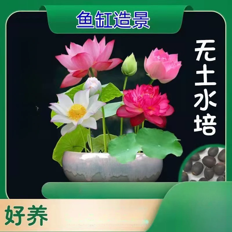 碗莲种开花水培水养绿植睡莲荷花无土盆栽花卉