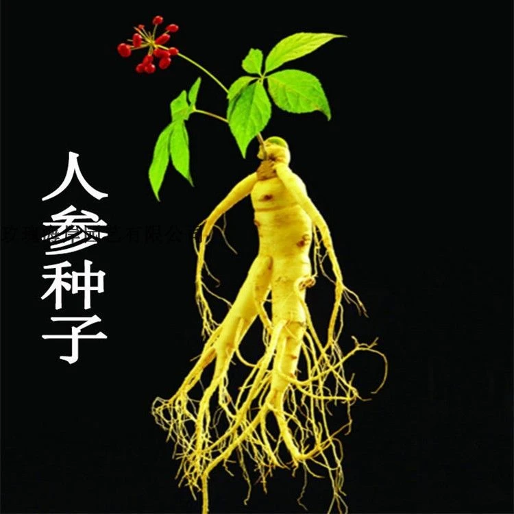 东北人参种子春秋长白山花旗参白参种四季阳台花卉植物盆栽