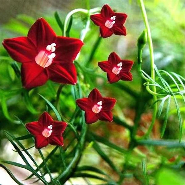 羽叶茑萝花种子爬藤五角星花子喇叭花四季种阳台庭院植物花种籽