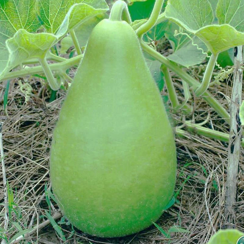 早生圆瓠瓜种子四季播蔬果种子甜瓠子瓜种子蒲瓜种子大棚盆栽