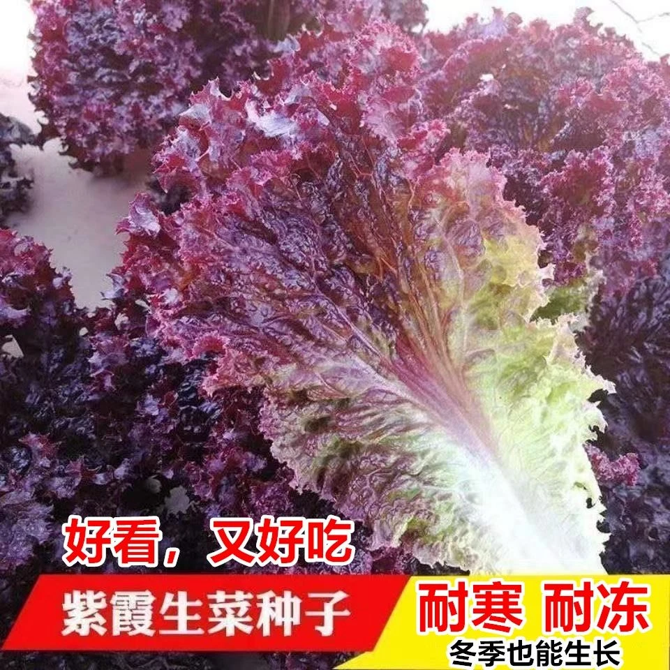 紫霞生菜种子奶油紫叶生菜四季耐寒西生菜脆甜四季蔬菜种子大