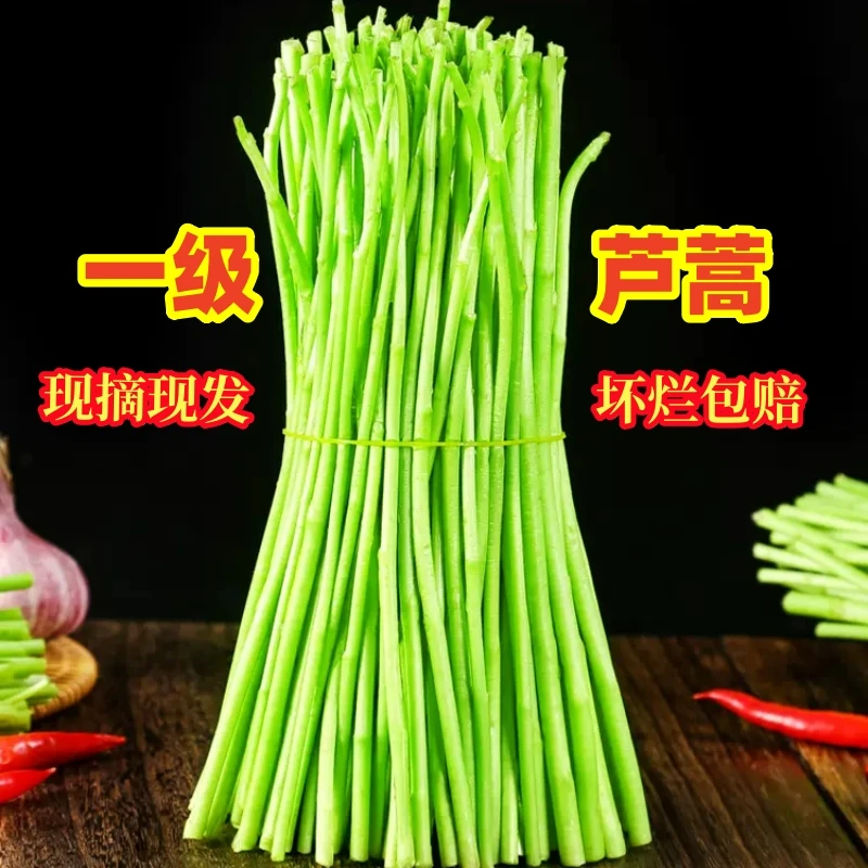 现摘新鲜农家蔬菜嫩炒芦蒿杆子藜蒿手工去叶老根净菜泥蒿黎蒿野菜