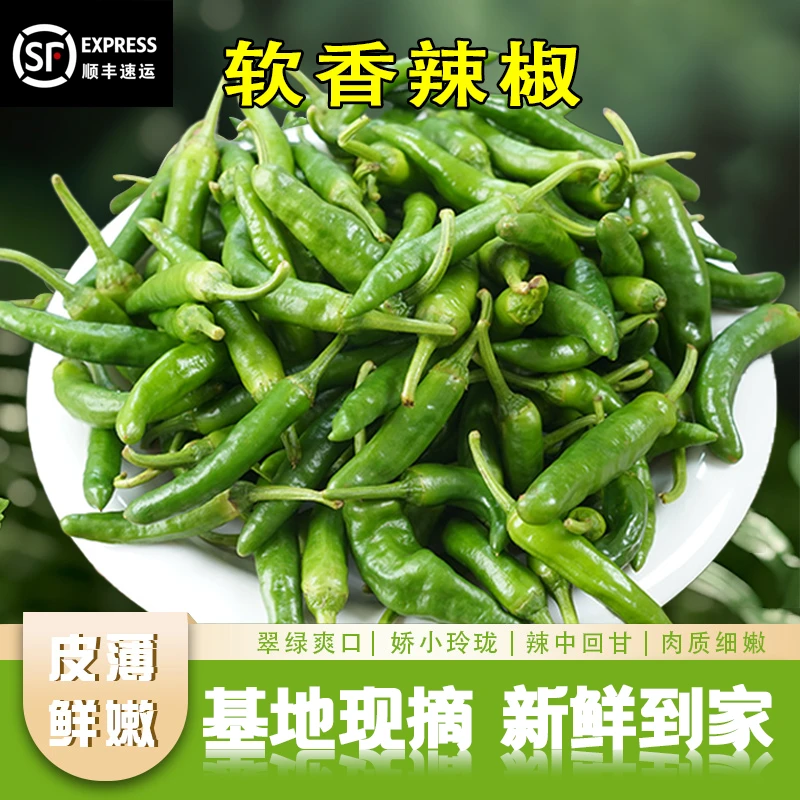 抢!【中辣爽嫩】正宗精选樟树港原种软香辣椒薄皮小青椒产地1-5斤