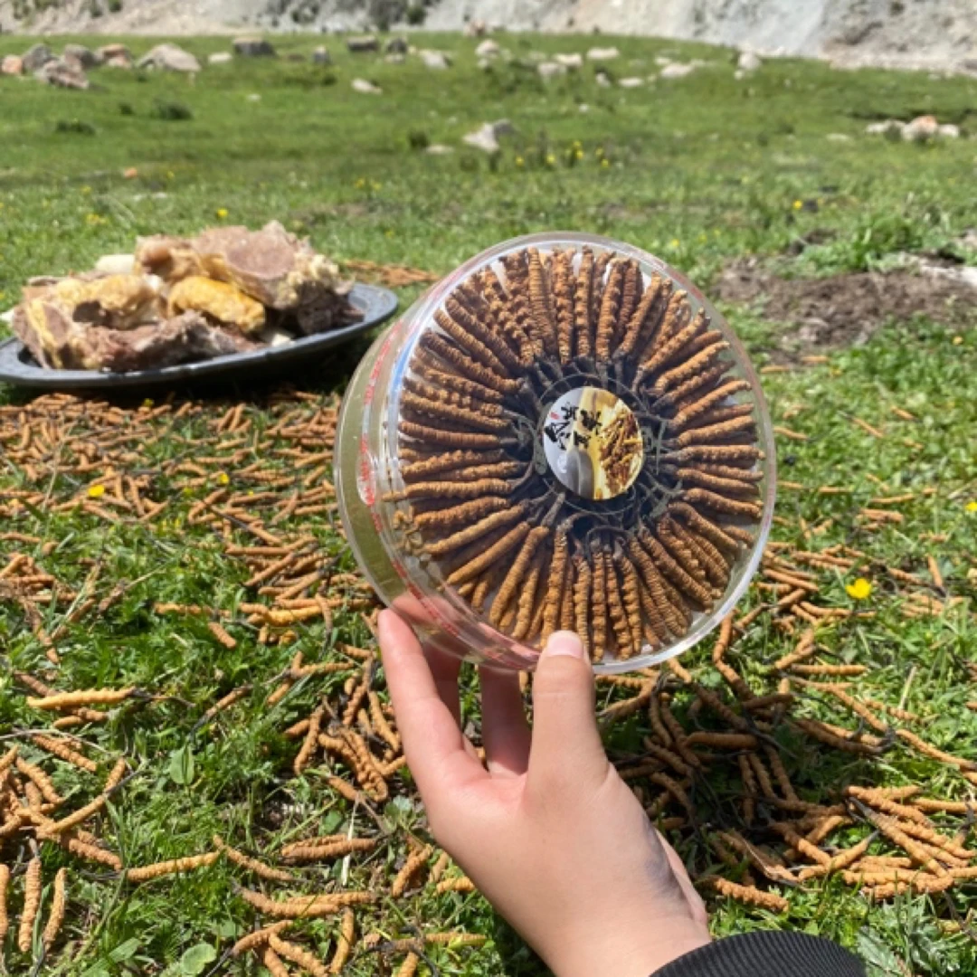 藏地九哥干冬虫夏草选拔大草50根食用滋补头茬高品质甄选礼盒随机