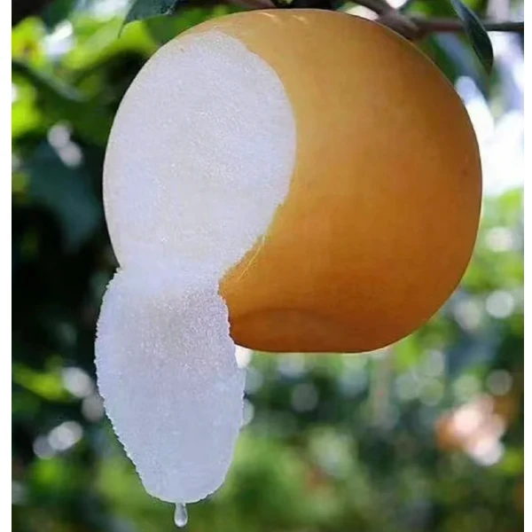 【莱阳秋月梨】脆脆甜甜汁水丰盈正宗秋月梨非丰水梨