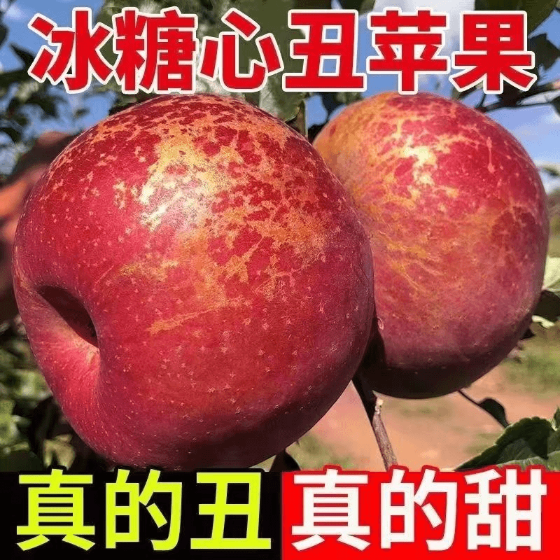 【阿昊】丑平果现摘红富士苹果新鲜生当季水果冰糖心野萍果脆甜包邮