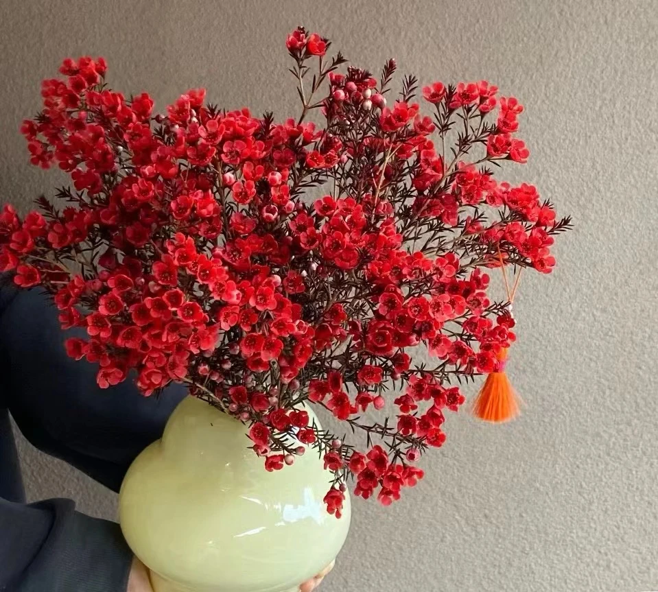 【澳洲腊梅】云南鲜花基地直发1单包邮2单顺丰或京东