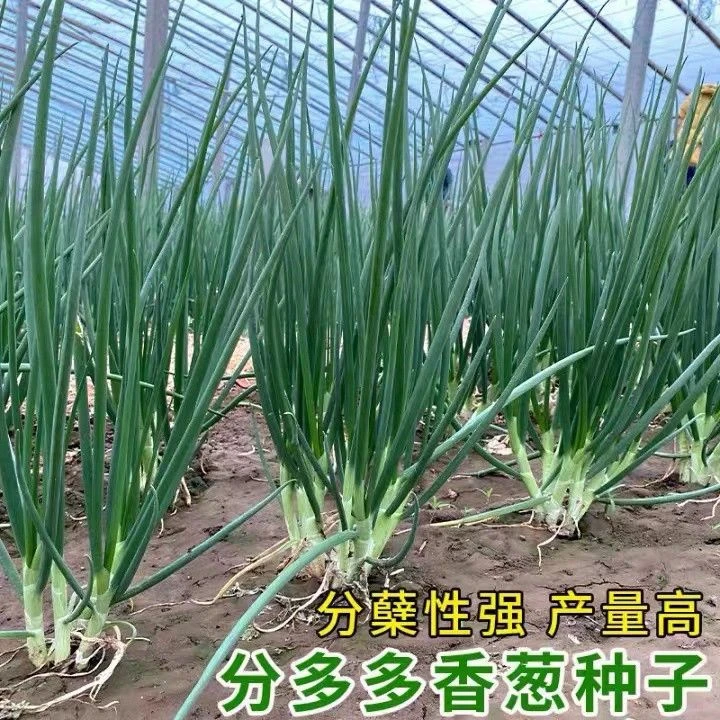 分多多分葱种子四季小香葱籽味浓速生香葱耐热耐寒盆栽庭院香葱籽
