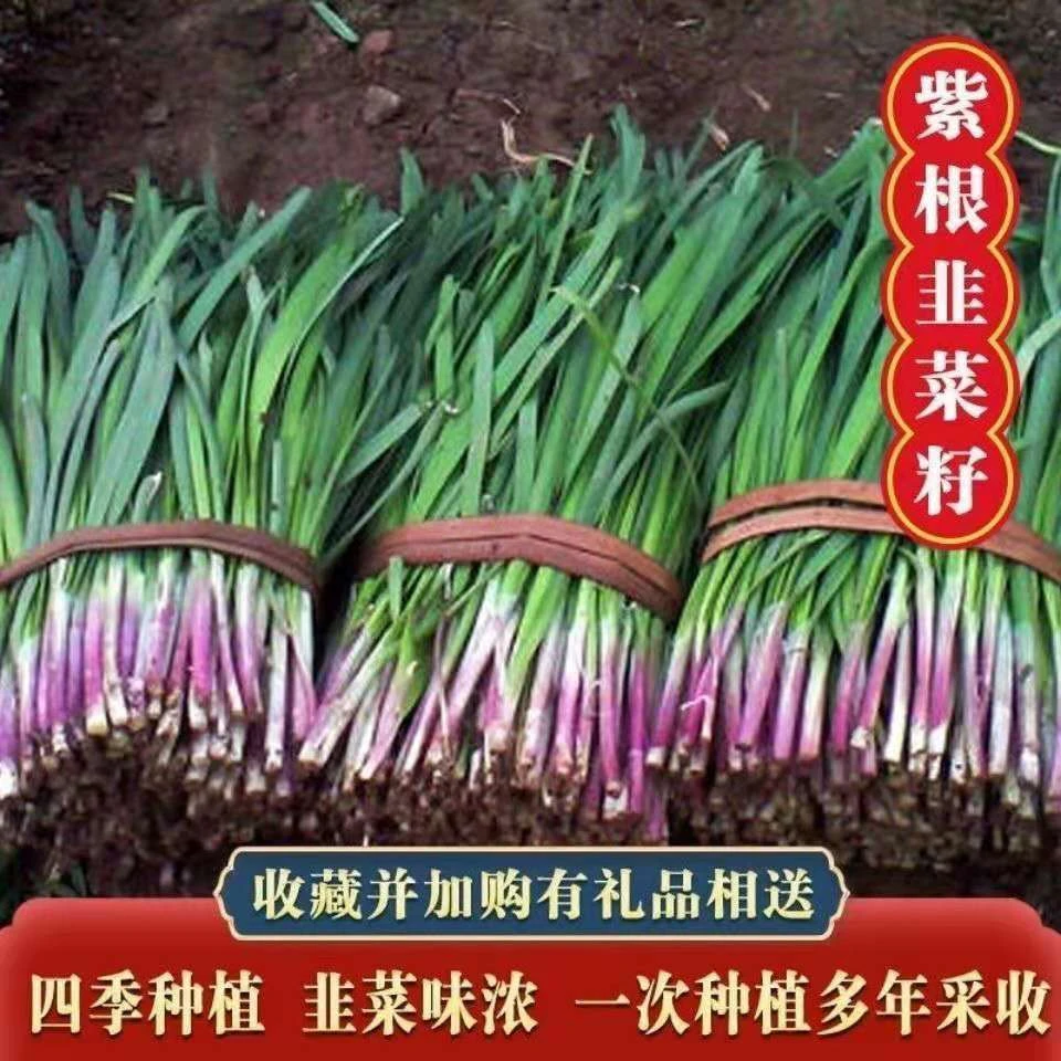 四季蔬菜种子细叶韭菜籽阳台盆栽室内外庭院种青菜