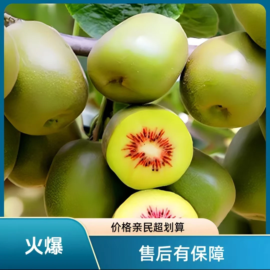 猕猴桃树果苗红心黄心绿心盆栽地栽南北方种植