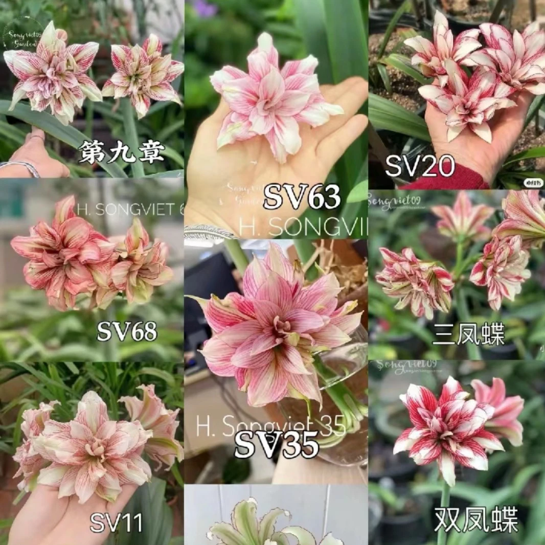 朱顶红-越南朱【一物一拍】,只包对版,不包后期养护
