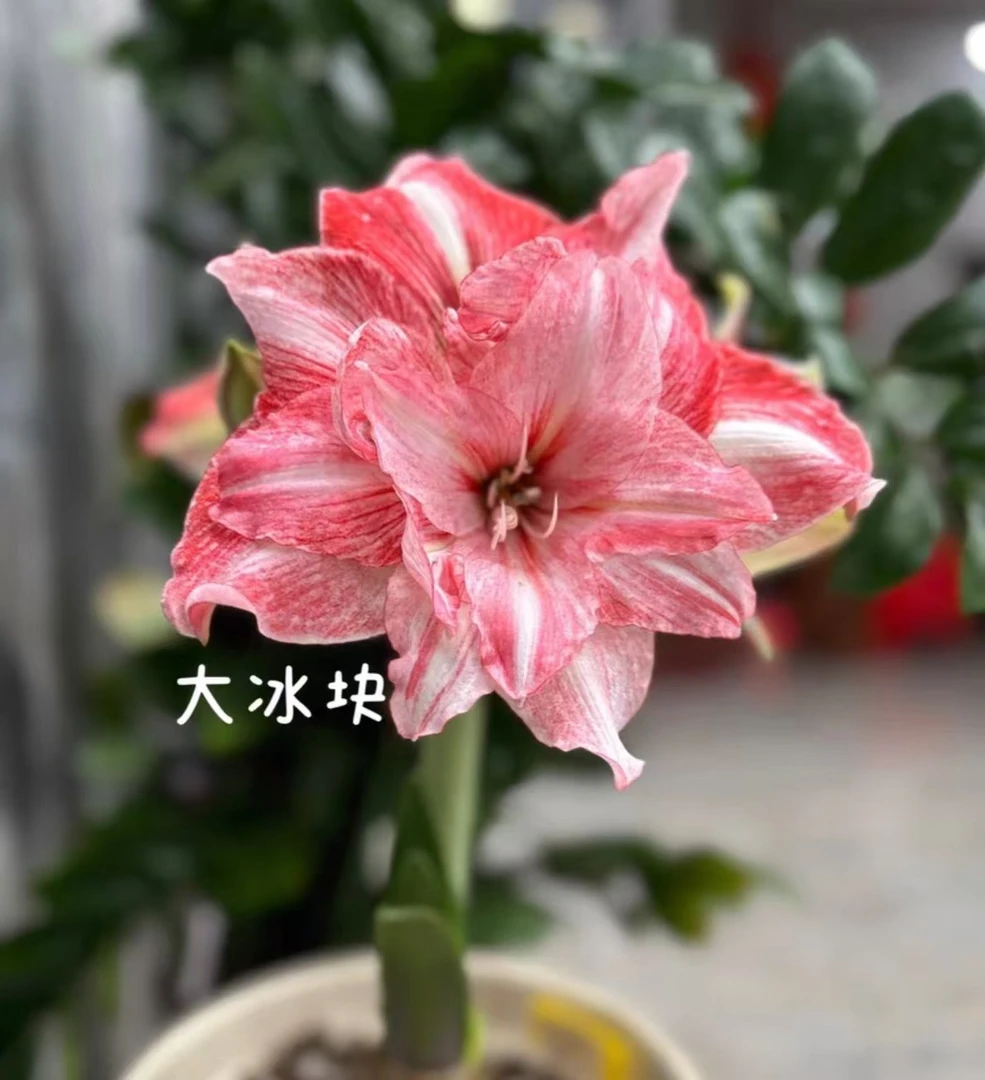 朱顶红-荷兰朱【双喜】6-9cm裸球，只包对版，不包后期养护
