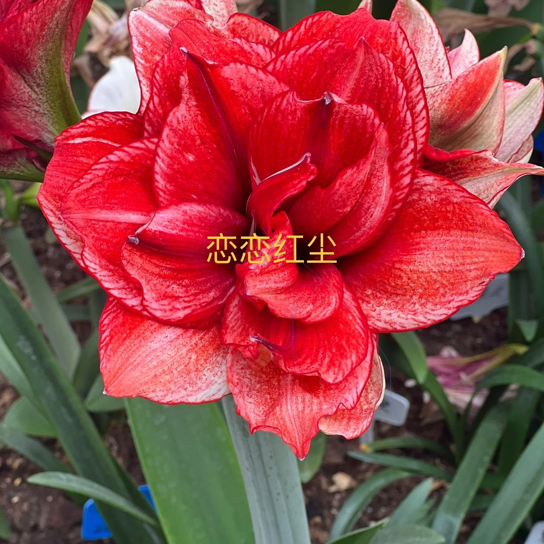 朱顶红-恋恋红尘1cm左右，只包对版，不包后期养护观赏