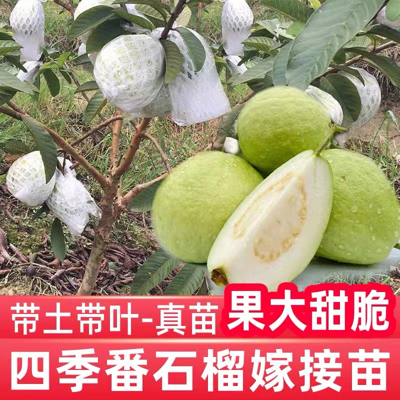 白心红心四季番石榴四季结果盆栽庭院种植