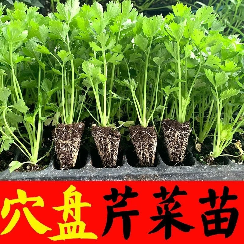 芹菜秧苗四季小香芹种苗山芹幼苗蔬菜苗皇后西芹苗根盆栽阳台庭院