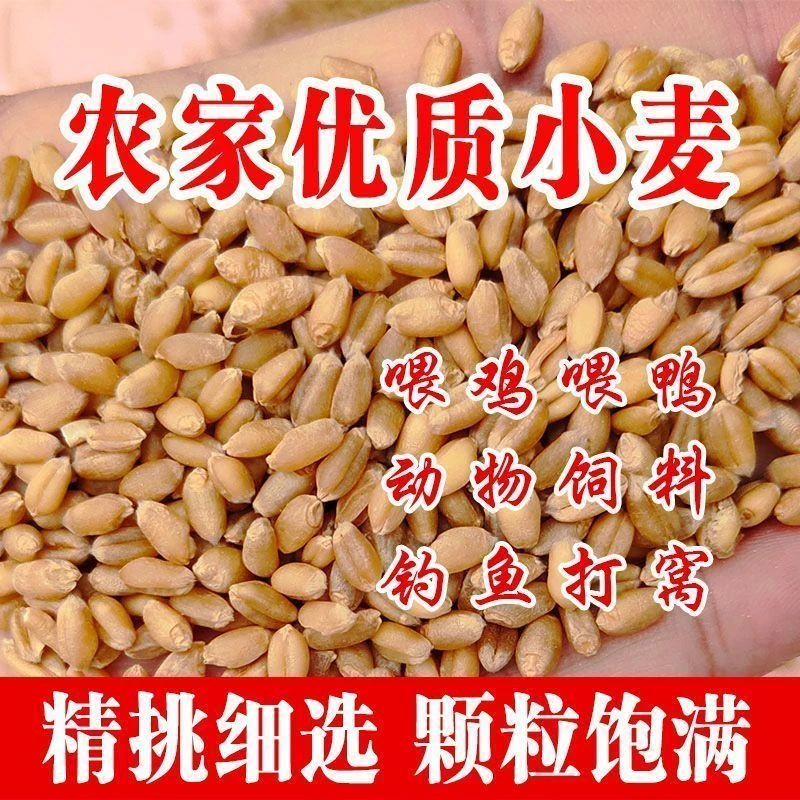 新鲜带皮小麦粒喂鸽鸟粮喂鸡鸭发芽苗草种子猫草鸟粮鸽子粮食鸟食