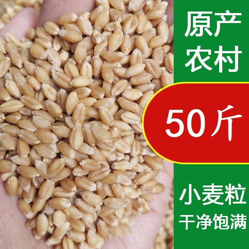 农家麦粒带皮小麦粒鸽粮鸡鸭鸟粮鸽子饲料50斤钓鱼饵芽糖猫草种子