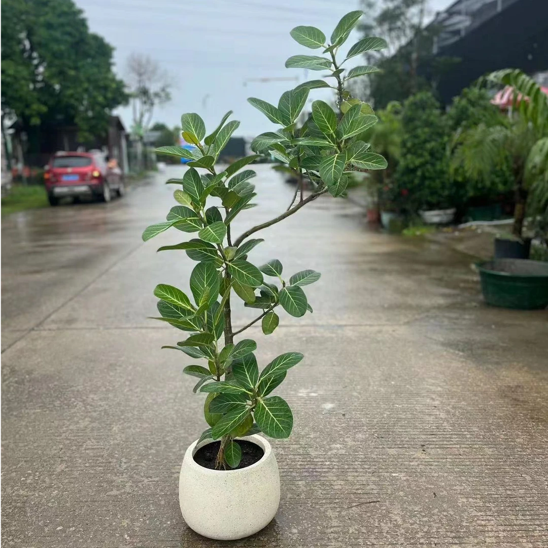 老桩高山榕 一物一拍 荣华富贵欣欣向荣 室内大型落地绿植好