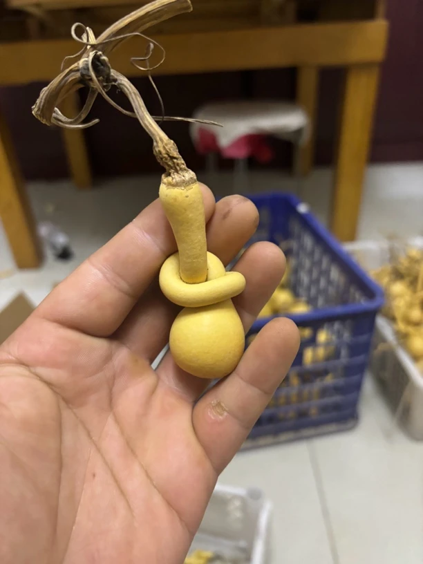 手把单扣绾结葫芦种子