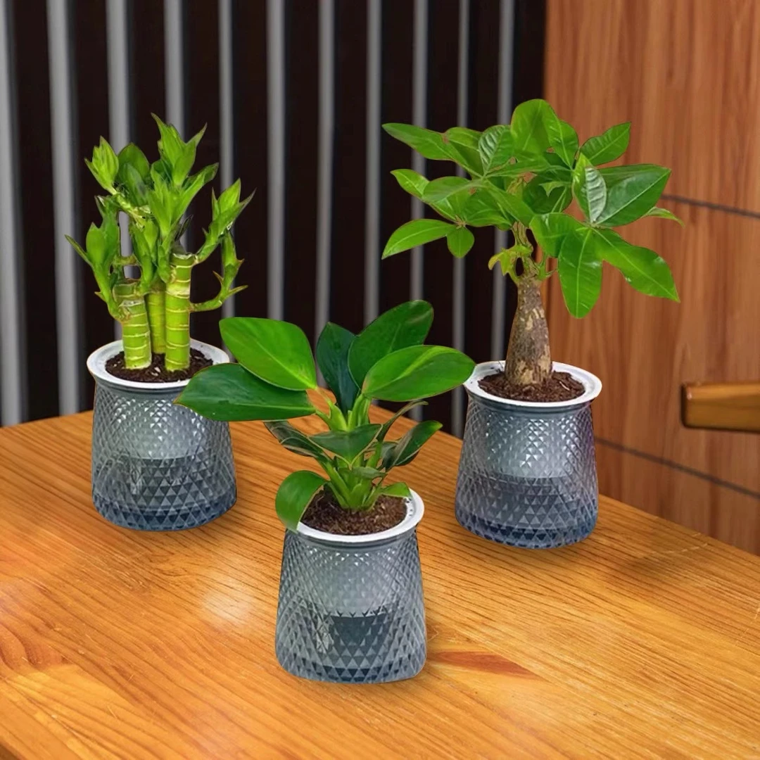 【拍一发三】发财树步步高富贵竹金钻室内花卉绿植