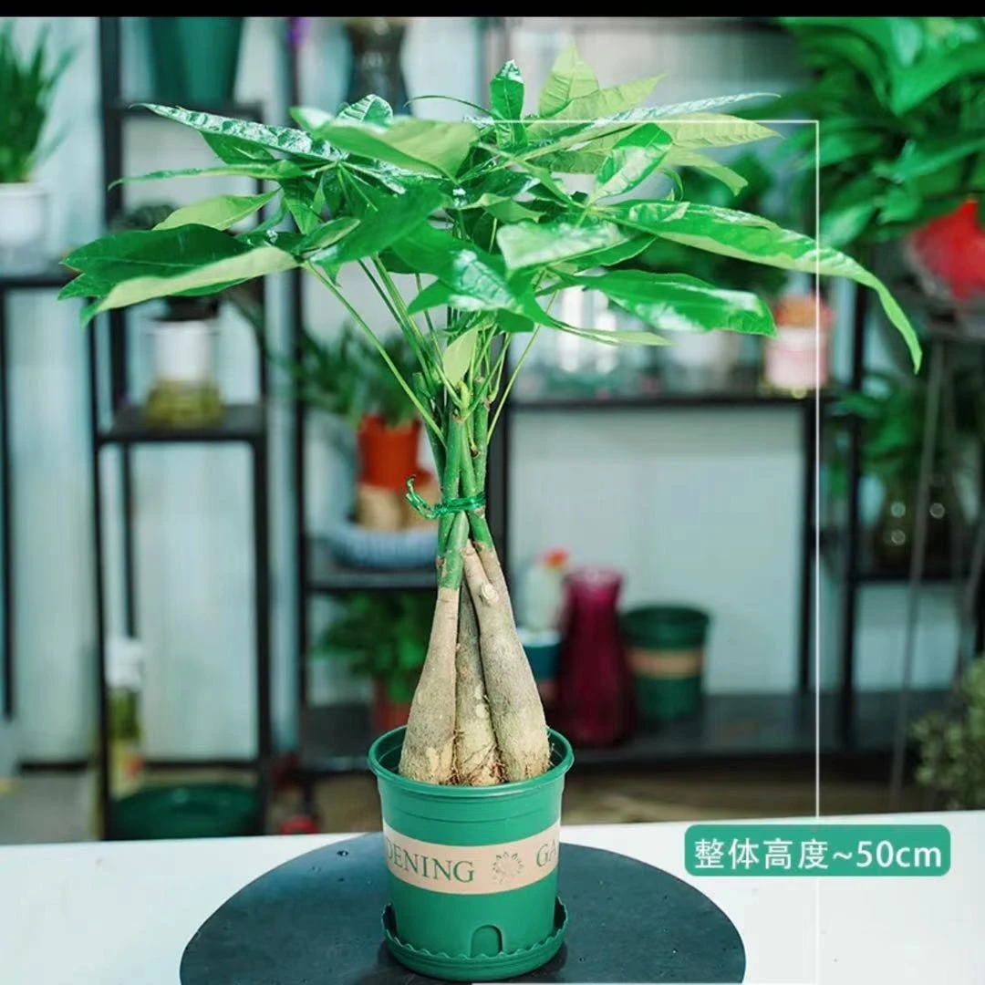 五辫发财树室内盆栽带土办公桌接待面耐养翠绿观叶美观前台植物