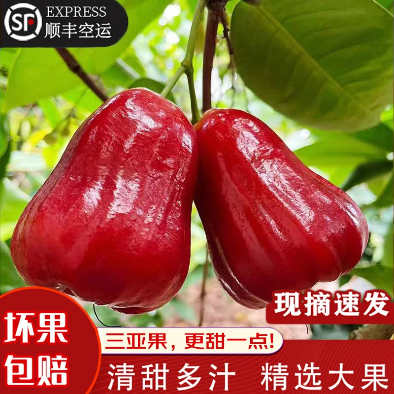 亨鲜 海南莲雾黑金刚2/3/5斤三亚莲雾果清甜多汁新鲜水果顺丰包邮