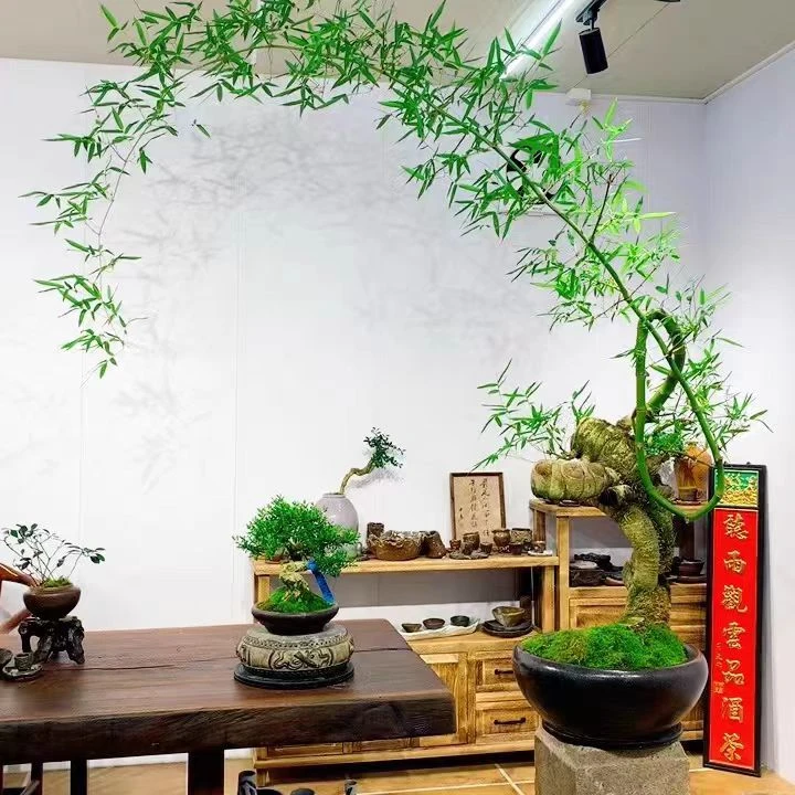 喜荟盆景一物一拍专用链接