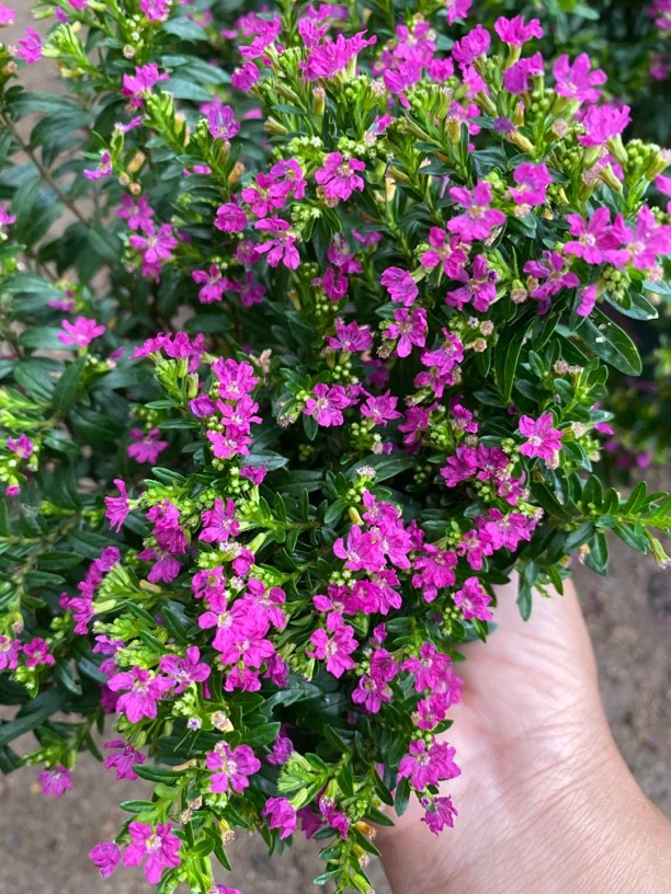 【唐山特产】木本植物满天星，大盆