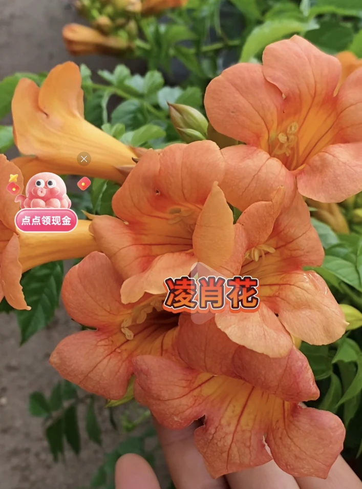 【唐山特产】大花中华凌霄，可以地栽