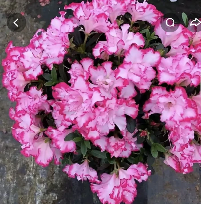 粉色西马杜鹃花，下单拍保温