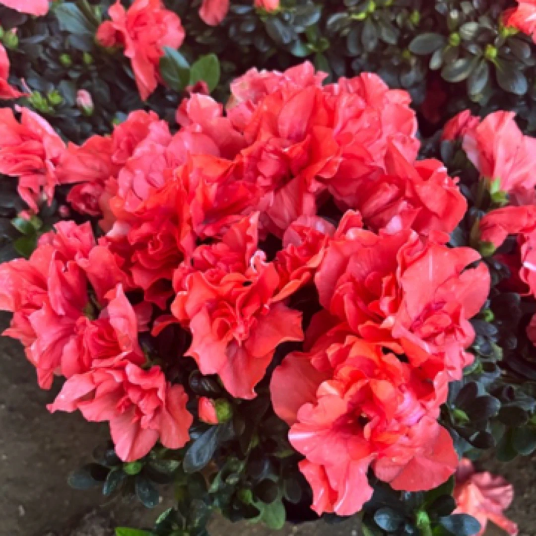 烈焰红唇胭脂红杜鹃，下单拍保温