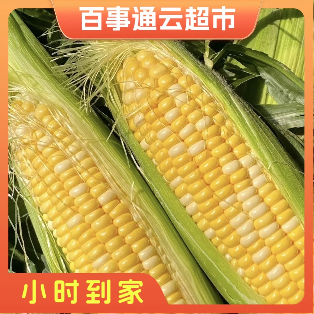 新鲜爆汁玉米1.5斤左右糖分与营养的平衡跨越时间的美味