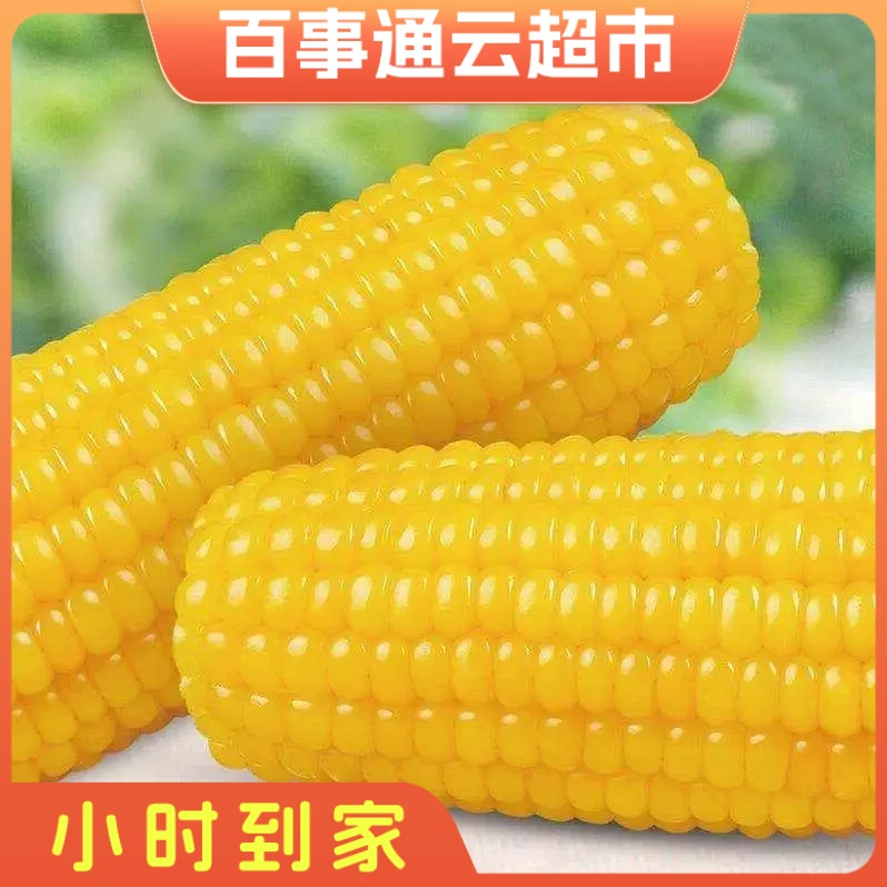 河南玉米1000g左右