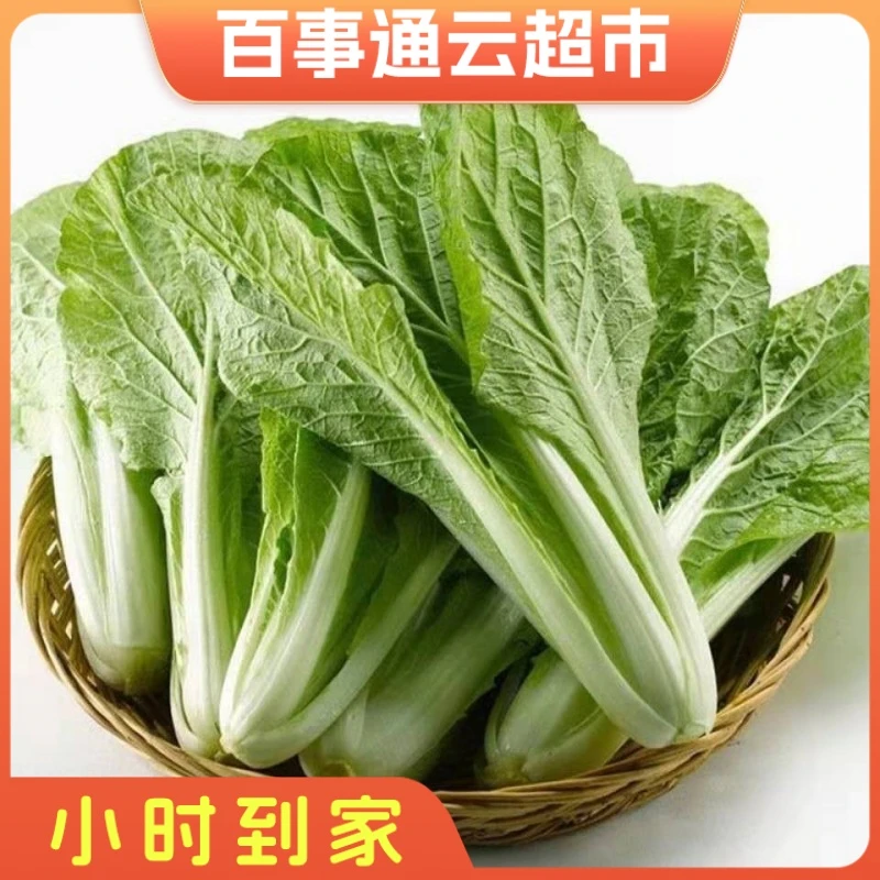 河南小白菜500g左右