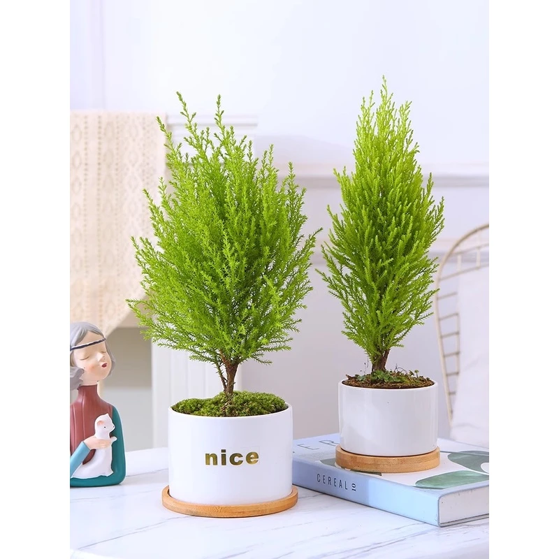办公室工位桌面小植物迷你小香松金冠漂亮可爱养护光照季节性生长
