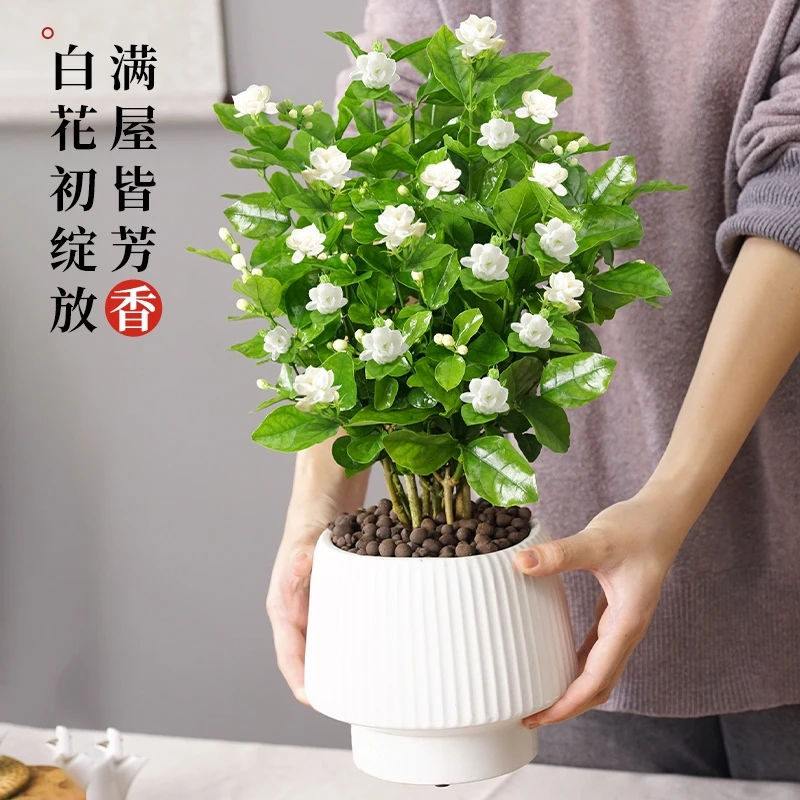 茉莉花盆栽花卉多季开浓香带花苞重瓣好养活室内植物阳台庭院发货