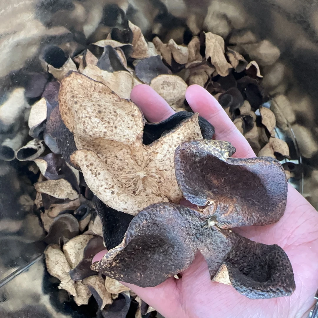 【梅子香干仓冬后】2016年梅江圈枝冬后大红皮新会陈皮