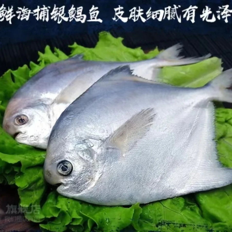 小银鲳鱼2斤适合煎吃