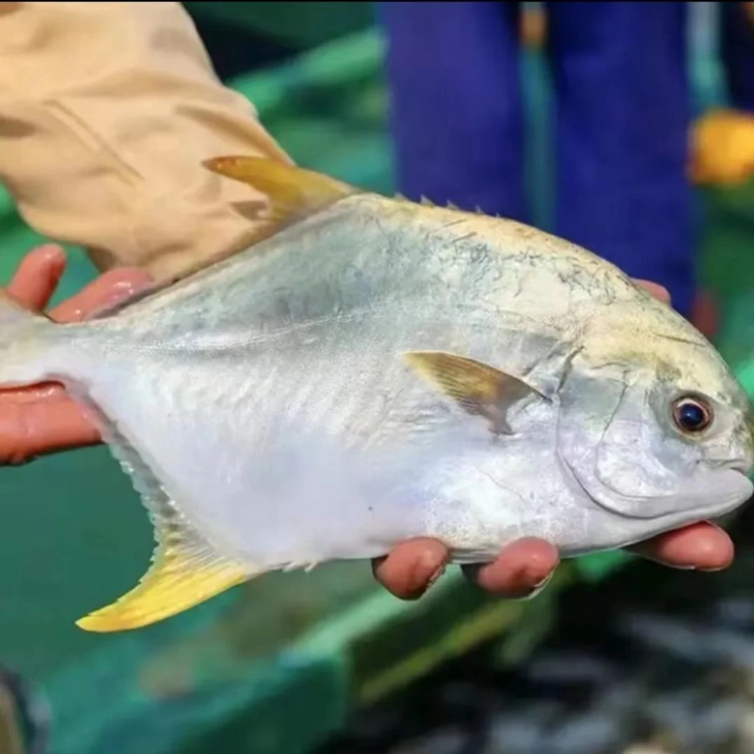 深海金鲳鱼一条（需要处理请备注）