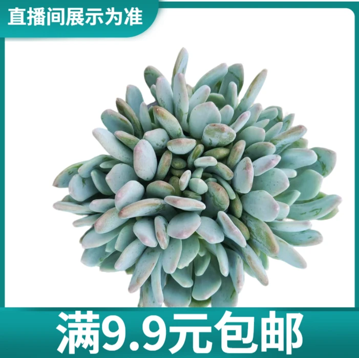 满9.9元包邮 灰姑凉 多肉植物 直播间展示为准