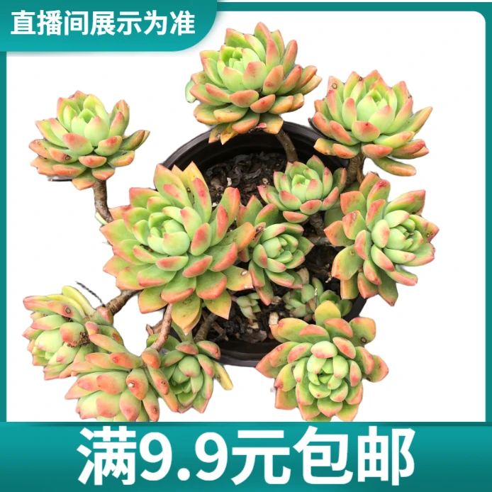 满9.9元包邮  马库斯 多肉植物 直播间展示为准
