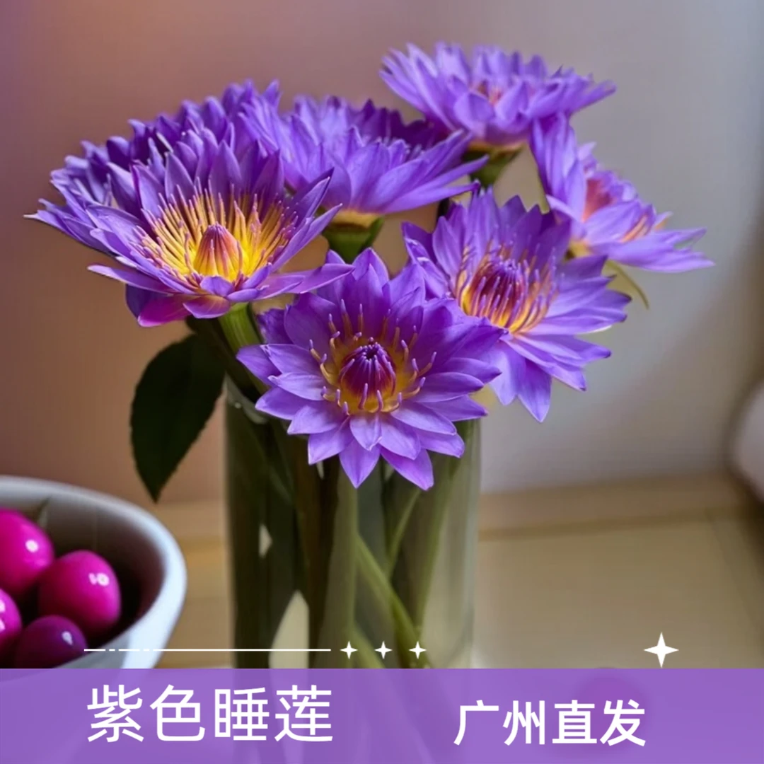 顺丰包邮【直播福利】10枝紫色睡莲鲜花--广州基地直发花束鲜切花