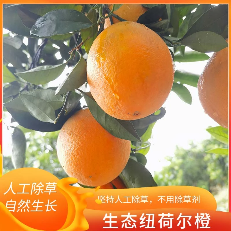 赤茅甜橙正宗新鲜现采摘基地现发直销孕妇小孩生态纽荷尔脐橙子味